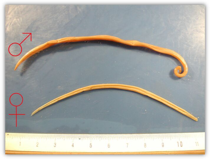 Ukuran hirup roundworm bikang jeung jalu