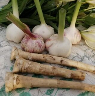Horseradish sareng bawang bodas ngalawan Lamblia