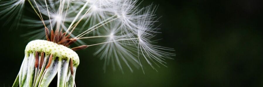 dandelion ngalawan cacing