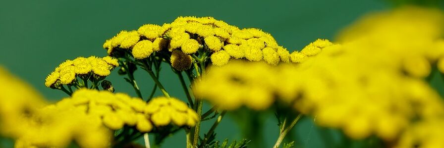 tansy ngalawan cacing