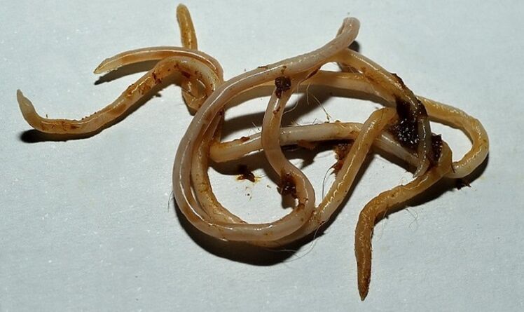 trafo ti awak manusa